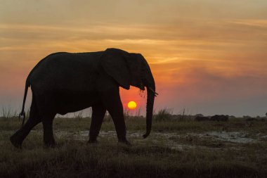 Gün batımında yürüyen fil