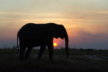 Akşam ışığında Afrika fili
