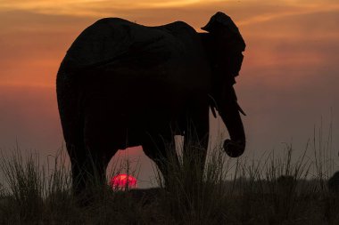 Kruger Milli Parkı içinde Afrika fili