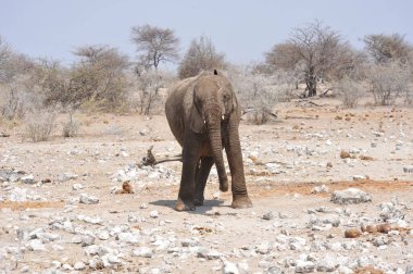 Etoşa Ulusal Parkı, Namibya 'da Afrika fili