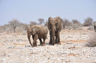 Filler içinde etkin ulusal Park'ta Namibya