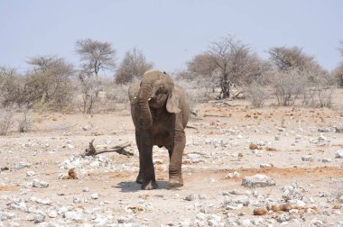 Afrika çölündeki fil, Afrika