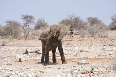 Etoşa Ulusal Parkı, Namibya 'da büyük bir Afrika filinin yakın çekimi.