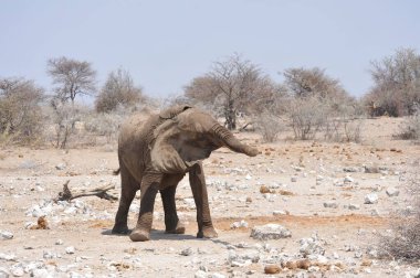Çöldeki fil.