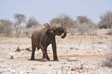 Etoşa 'daki bir fil.