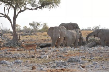 Kenya savanındaki Afrika filleri.