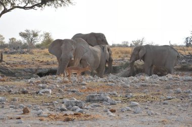 Etoşa Ulusal Park Namibya 'sında fil ve fil var.