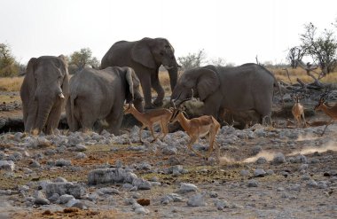 Savanadaki bir grup vahşi fil.
