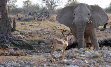 Afrika savanının ortasında beyaz bir boğası olan dişi bir fil..