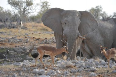 Afrikalı vahşi hayvanlar su birikintisinde