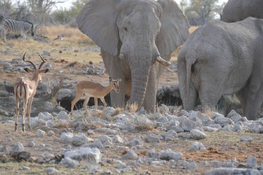 Afrika fili (lodonta africana) )