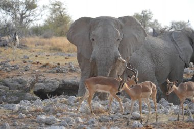 Afrika bozkırlarında bir grup vahşi fil.