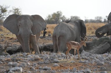 Afrika fili, Loxodonta Africana, Etoşa Ulusal Parkı, Namibya