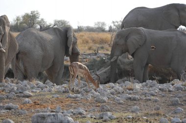 Kenya savanındaki Afrika fili