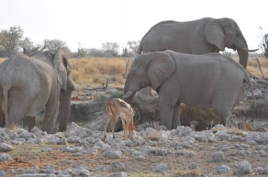 Savanadaki bir grup fil.