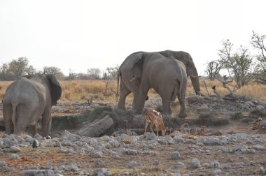 Afrika 'da savanadaki fil