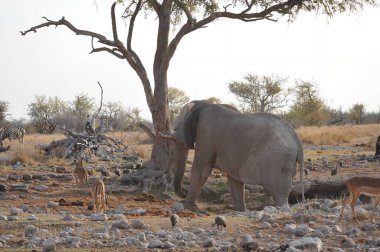 Etoşa namibya 'da bir grup fil.
