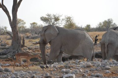 Savanadaki fil, Kenya