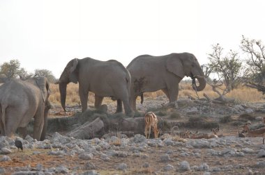 Bir grup Afrika fili savanada yürüyor.