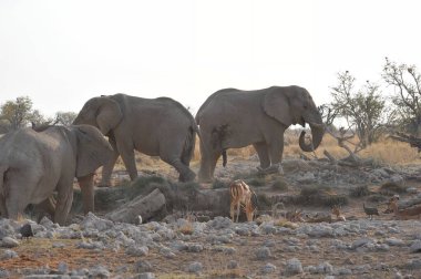 Fil etkin Milli Parkı'nda