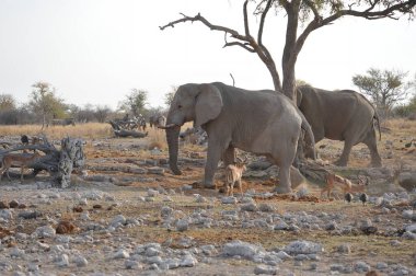 Afrika fili Kruger Ulusal Parkı, Güney Afrika