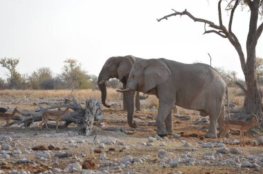 Etoşa, Namibya 'daki su birikintisindeki Afrika filleri.