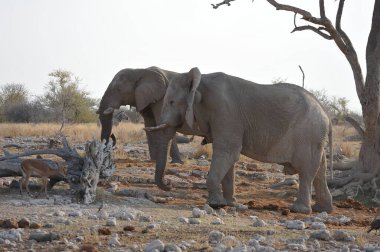 Chobe Ulusal Parkı 'nda buzağı deliğinde buzağı olan bir fil. botswana.