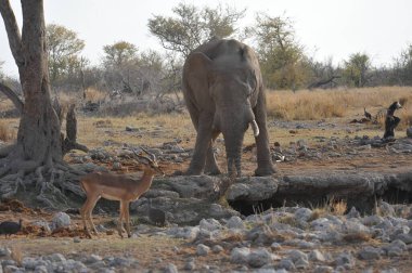 Kuru yaprakların ortasında duran dişi bir filin yakın plan çekimi.