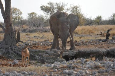 Afrika savanındaki fil.