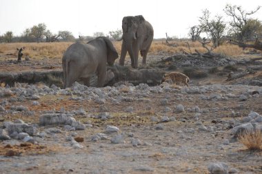 Namibya 'daki Afrika bozkırlarında bir grup fil.
