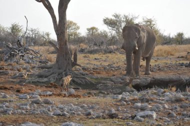 Büyük vahşi bir fil kuru çalı yaprakları yiyor..