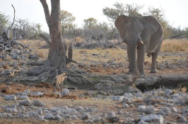 Savanada yürüyen bir fil