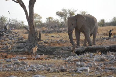 Afrika fili (Loxodonta africana) Namibya bozkırında yürüyor