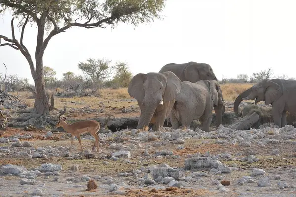 Kenya savanındaki Afrika filleri.