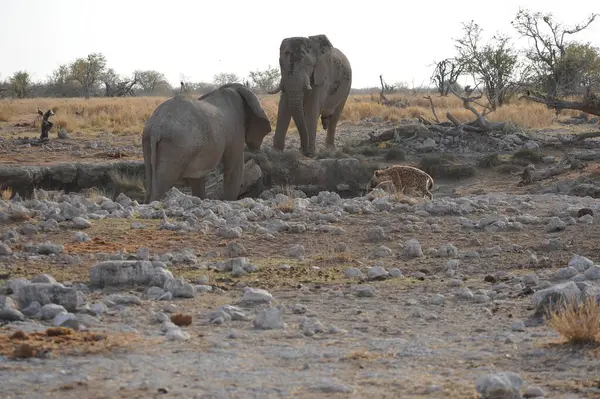 Namibya 'daki Afrika bozkırlarında bir grup fil.