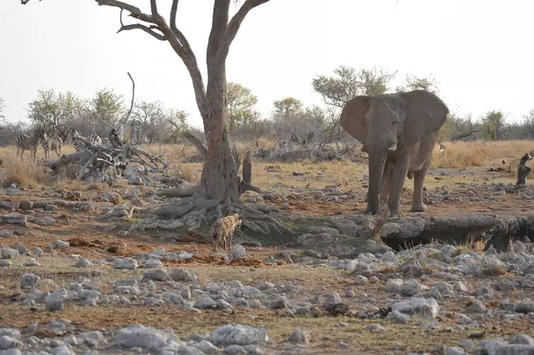 Etoşa Ulusal Parkı 'nda, Namibya' da, kuru çimlerde yürüyen bir fil.
