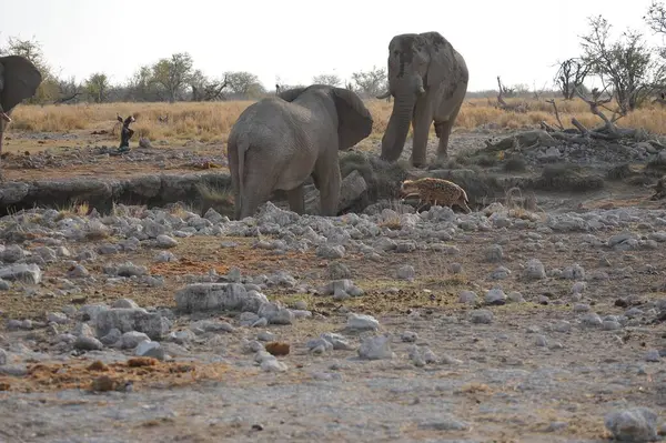 Namibya bozkırındaki fil