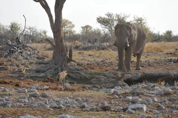 Büyük vahşi bir fil kuru çalı yaprakları yiyor..