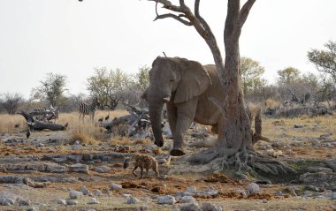 Afrika fili Kruger Ulusal Parkı, Güney Afrika