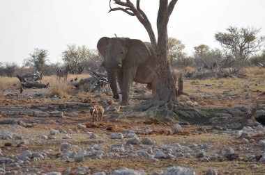 Kruger Park 'taki Afrika fili