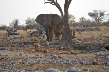 Kruger Park 'taki Afrika fili