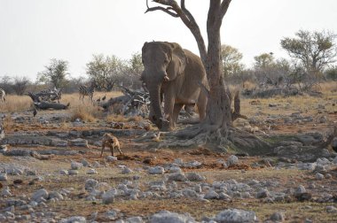 Afrika fili Kruger Ulusal Parkı, Güney Afrika