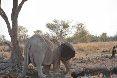 Afrika çalı fili ulusal parkta