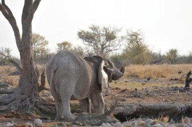 Kenya savanındaki fil