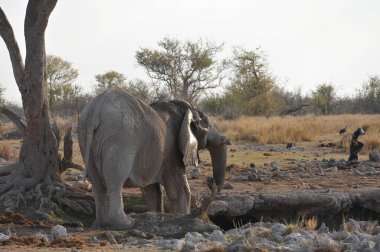 Afrika fili Kruger Ulusal Parkı, Güney Afrika