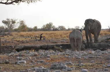 Afrika fili (loxodonta africana) kuru çalılarda yürüyor
