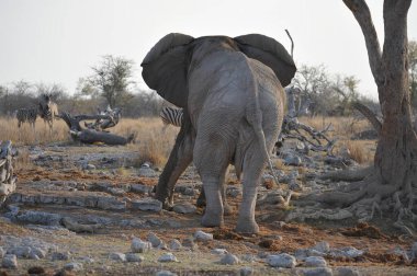 Kruger Ulusal Parkı 'ndaki fil, Güney Afrika