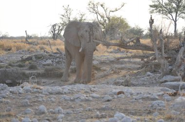 Kruger Ulusal Parkı 'ndaki fil, Güney Afrika