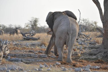 Kruger Park, Güney Afrika 'daki filler.