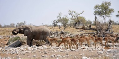 Kenya savanındaki Afrika fili